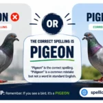 pidgeon or pigeon